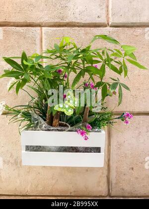 Plantes fleuries et fleurs en pots décorant les façades de bâtiments. Studio photo Banque D'Images