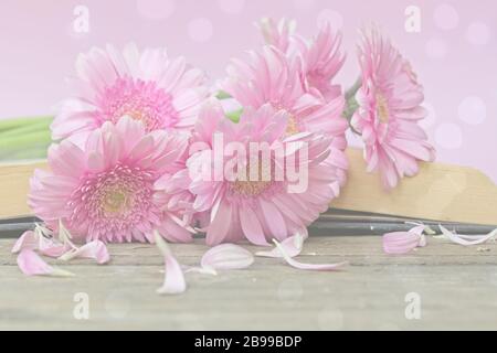 Gros plan de chrysanthèmes à fleurs roses, fond de fleur douce Banque D'Images