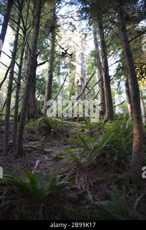 Paysage forestier sur le sentier de la boucle de Clatsop / sentier du phare dans le parc national d'Ecola, comté de Clatsop, côte de l'Oregon, États-Unis. Banque D'Images