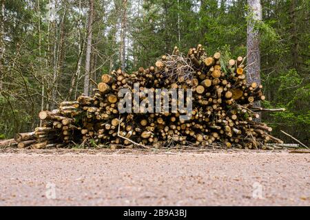 grumes de bois avec forêt en arrière-plan. pile de grumes de pin se trouvant près de la route de terre forestière. exploitation forestière Banque D'Images