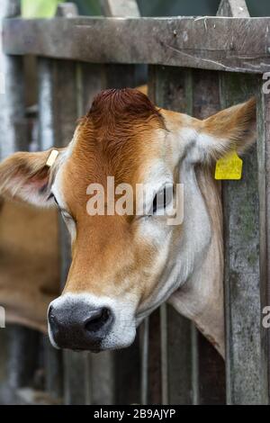 portrait d'une vache en jersey avec sa tête à travers une structure en bois pour la maintenir en place pendant qu'elle est mouchetée Banque D'Images