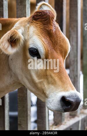 portrait d'une vache en jersey avec sa tête à travers une structure en bois pour la maintenir en place pendant qu'elle est mouchetée Banque D'Images