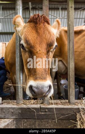 portrait d'une vache en jersey avec sa tête à travers une structure en bois pour la maintenir en place pendant qu'elle est mouchetée Banque D'Images