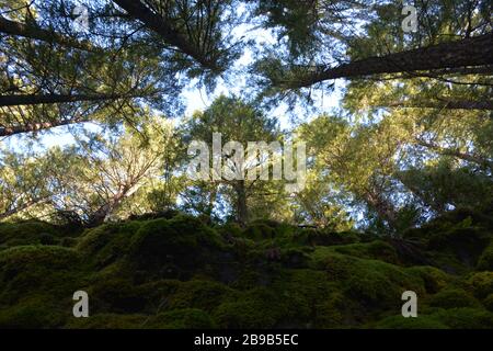 Vue sur la canopée de la forêt vue depuis le sentier sur le sentier de Panther Creek Falls Trail, forêt nationale de Gifford Pinchot, État de Washington, États-Unis. Banque D'Images