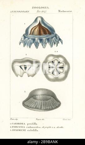 Casque jellyfish, Periphylla périphylla 1, Phorcynia cudonoidea 2 et Eulimene ciclophylla 3. Caribdea périsilla, Forcinia cudonoidea, Eulimène ciclofilla. Gravure en copperplate aux couleurs vives du Dizionario delle Scienze Naturali d'Antoine Laurent de Jussieu, Dictionnaire des sciences naturelles, Florence, Italie, 1837. Illustration gravée par Corsi, dessinée par Jean Gabriel Pretre et dirigée par Pierre Jean-François Turpin, et publiée par Batelli e Figli. Turpin (1775-1840) est considéré comme l'un des plus grands illustrateurs botaniques français du XIXe siècle. Banque D'Images