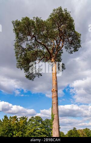 Grand arbre avec feuilles vertes avec ciel bleu en arrière-plan, château de Warwick, Angleterre, Royaume-Uni Banque D'Images