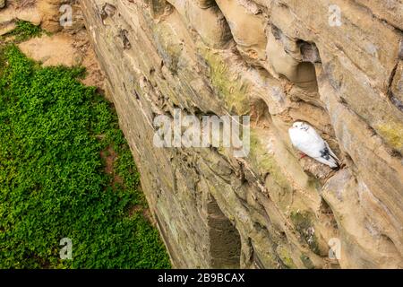 Pigeon assis dans le mur du château de Warwick dans le Warwickshire, Angleterre, Royaume-Uni Banque D'Images