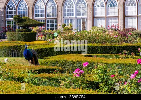 Peacock se promenant au château de Warwick, Royaume-Uni Banque D'Images