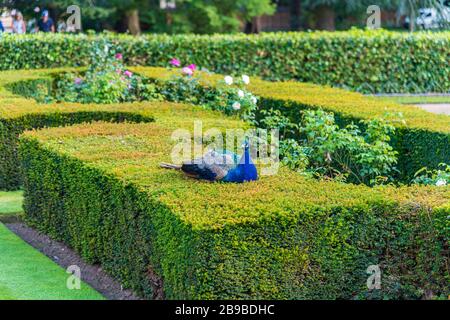 Peacock se promenant au château de Warwick, Royaume-Uni Banque D'Images