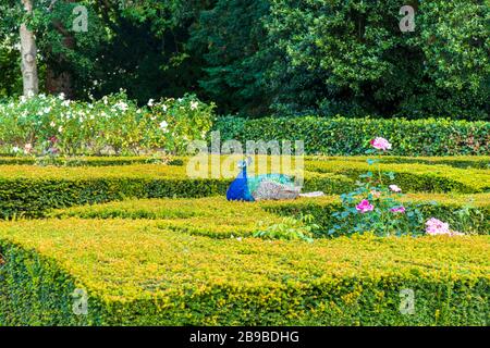 Peacock se promenant au château de Warwick, Royaume-Uni Banque D'Images