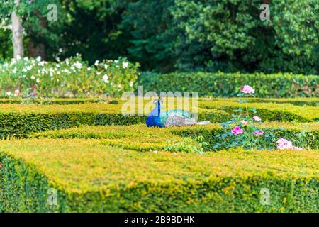 Peacock se promenant au château de Warwick, Royaume-Uni Banque D'Images