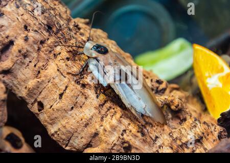 Un grand cafard tropical plat volant se trouve sur un arbre Banque D'Images