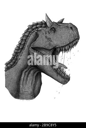Portrait des dinosaures du Carnosaurus sur fond blanc. Banque D'Images