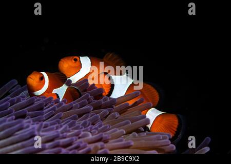 Deux clowns dans leur maison anemone, Anilao, Philippines. Banque D'Images