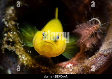 Une nudibranche partage une maison dans une bouteille avec un goby de citron. Banque D'Images