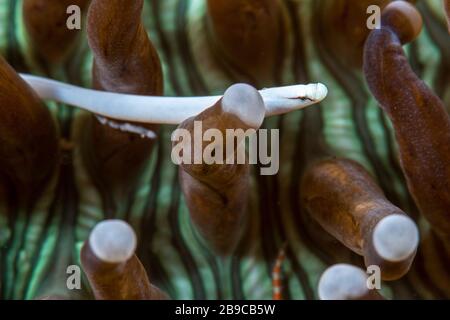 Un petit poisson pipefish vit parmi les tentacules d'un corail de champignons. Banque D'Images