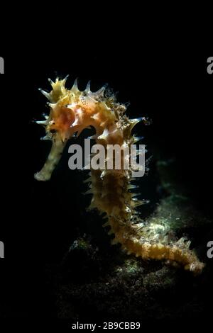 Un hippocampe épineux dans le profil, Anilao, Philippines. Banque D'Images