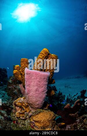Différents types d'éponges sur un récif de corail, mer des Caraïbes, Mexique. Banque D'Images