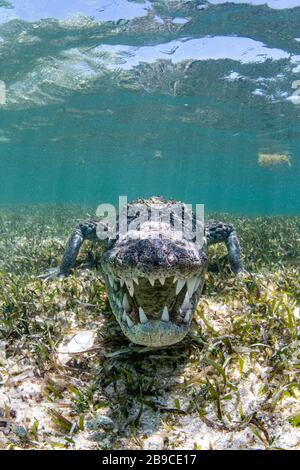 Un crocodile en colère, mer des Caraïbes, Mexique. Banque D'Images