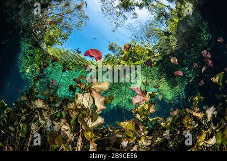 Un jardin de lilas pousse dans l'embouchure du Cenote Nitte Ha au Mexique. Banque D'Images