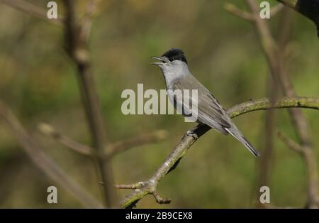 Un magnifique Blackcap mâle, Sylvia atricapilla, perché sur une branche d'un arbre chantant. Banque D'Images