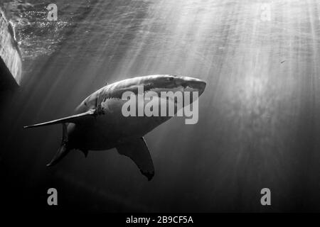 Portrait noir et blanc d'un grand requin blanc. Banque D'Images