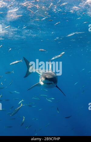 Grand requin blanc à l'île Guadalupe, au Mexique. Banque D'Images