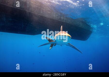 Un requin blanc océanique nage sous un bateau, la mer Rouge. Banque D'Images