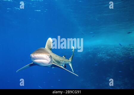 Un requin blanc océanique est recouvert de petits parasites noirs, la mer Rouge. Banque D'Images