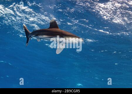 Un requin blanc océanique se promette juste sous la surface, la mer Rouge. Banque D'Images