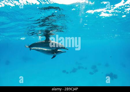 Une paire de dauphins tournantes nages juste sous la surface, la mer Rouge. Banque D'Images