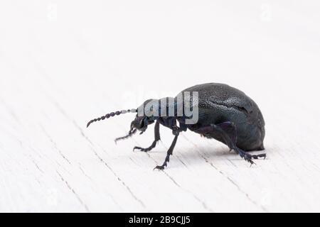 L'alimentation en scarabée de l'huile de violette, très toxique, est isolée au printemps, macro de Meloe violaceus. Europe République tchèque faune Banque D'Images