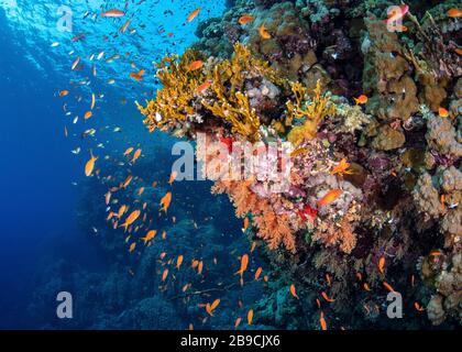 Un récif avec des coraux mous et des coraux de feu est habité avec des anthias et d'autres poissons, la mer Rouge. Banque D'Images