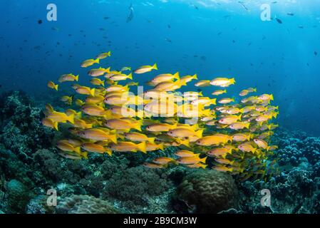 Les poissons scolarisés en jaune vif survolez un récif de corail à Raja Ampat, Indonésie. Banque D'Images