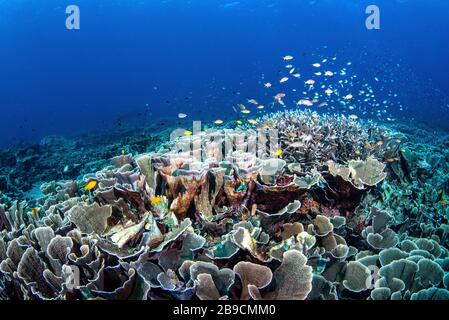 École de poissons au-dessus d'un jardin de corail de feuilles de chou, Raja Ampat, Indonésie. Banque D'Images