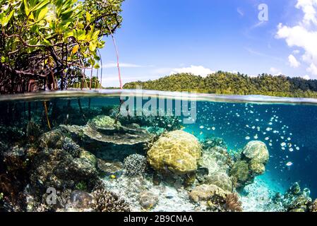 La ligne d'eau dans une forêt de mangroves le long des côtes de l'île à Raja Ampat, Indonésie. Banque D'Images