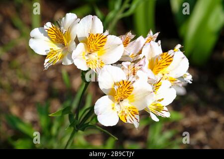 Alstroemeriaceae/Liliaceae. Alstroemeria 'Chypre' aussi connu sous le nom de Lily chilienne, Lily péruvienne ou Lily des Incas Banque D'Images
