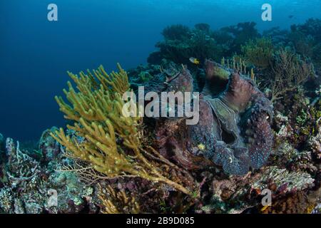 Un immense clam géant, Tridacna gigas, pousse sur un récif de corail peu profond. Banque D'Images