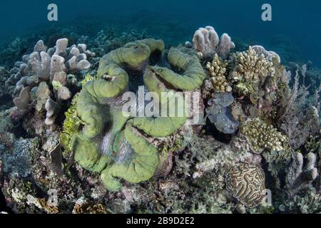 Un immense clam géant, Tridacna gigas, pousse sur un récif de corail peu profond. Banque D'Images