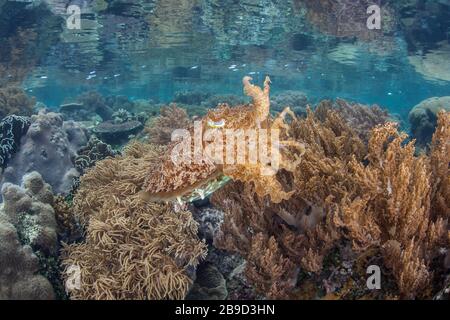 Un grand club de flefish bien camouflé, Sepia latimanus, se trouve au-dessus d'un récif. Banque D'Images