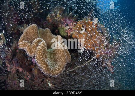 Magnifique corail aux champignons et poissons de récif au milieu des îles de Raja Ampat, Indonésie. Banque D'Images