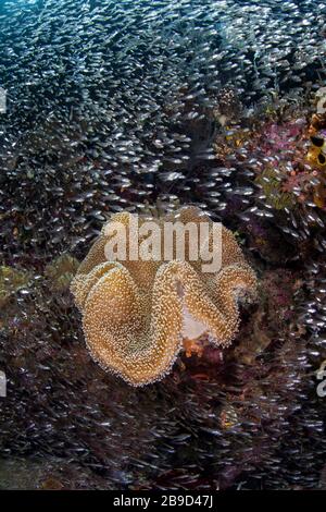 Magnifique corail aux champignons et poissons de récif au milieu des îles de Raja Ampat, Indonésie. Banque D'Images