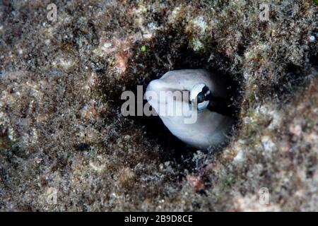 Une fausse décapante fangtooth blenny pairs à partir d'un trou de ver sur un récif. Banque D'Images