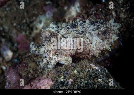 Un petit poisson de seiche bien camouflé, Sepia sp., survole un fond marin rocheux. Banque D'Images