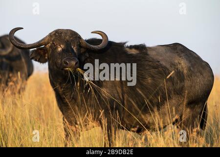 L'image de Buffalo africain (Syncerus caffer) dans le parc national de Masai Mara, au Kenya Banque D'Images