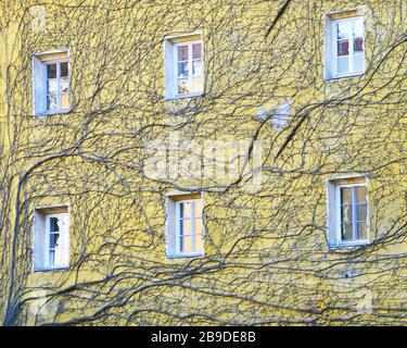 Gros plan sur les vieilles vignes qui poussent contre le mur jaune pâle du bâtiment autour de 6 fenêtres dans le centre-ville d'Innsbruck Banque D'Images