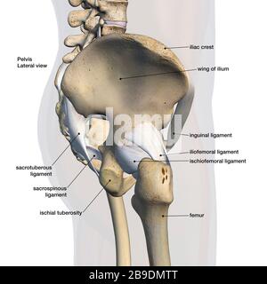 Vue latérale du bassin, de la hanche, des os et des ligaments mâles sur fond blanc. Banque D'Images