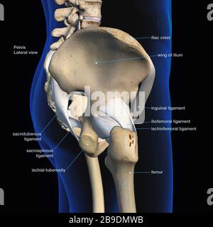 Vue latérale du bassin, de la hanche, des os et des ligaments mâles sur fond noir. Banque D'Images
