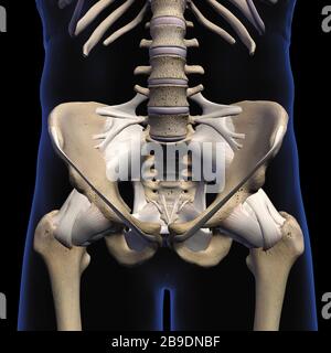 Rendu tridimensionnel du pelvis, de la hanche, des os et des ligaments mâles sur fond noir. Banque D'Images