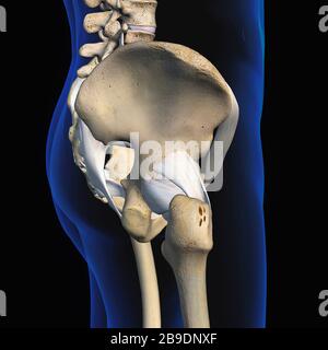 Vue latérale du bassin, de la hanche, des os et des ligaments mâles sur fond noir. Banque D'Images